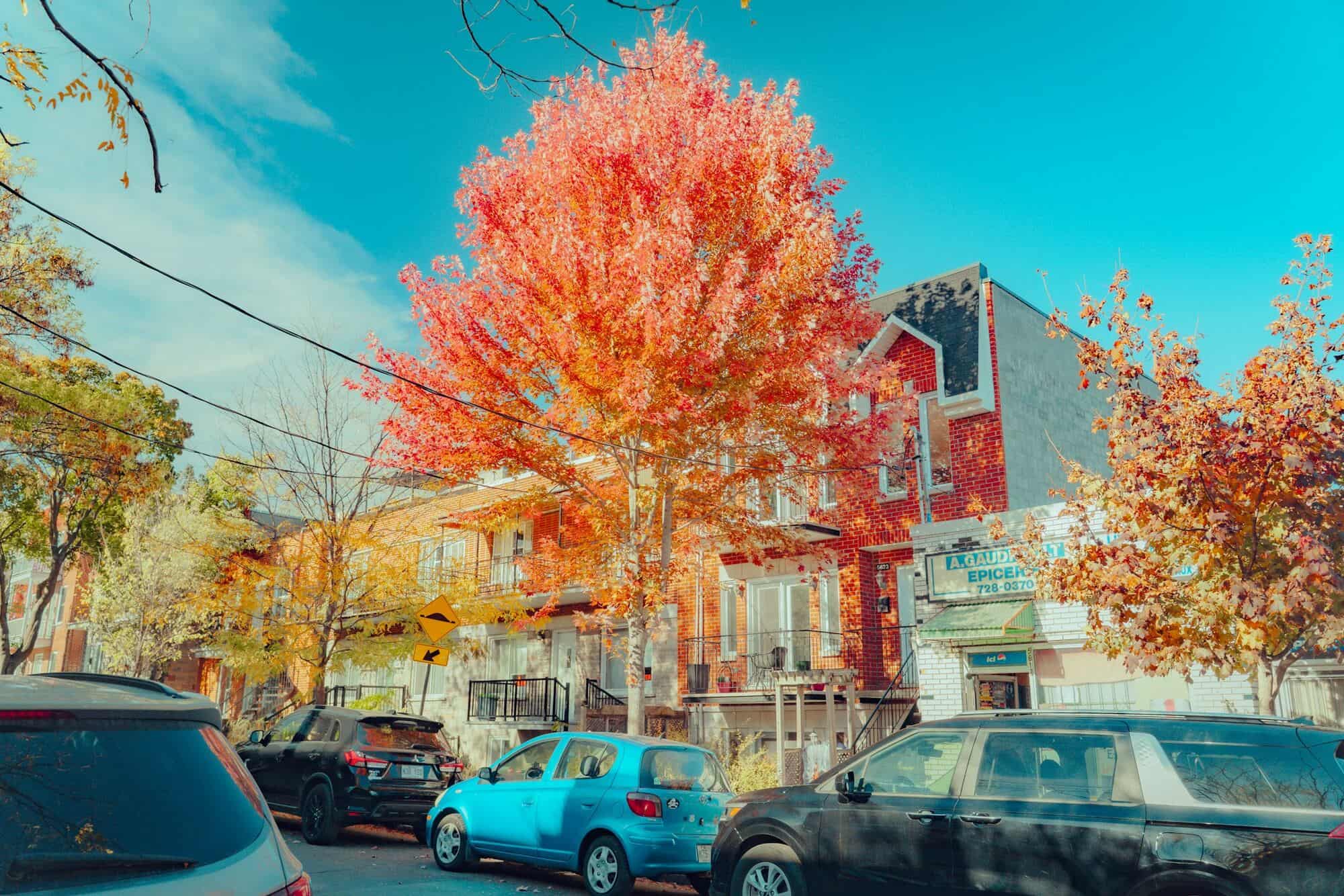 Rue résidentielle de Montréal en automne : un érable rouge devant des plex en brique